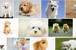 淘丁数据标注分享：人工智能之–数据标注缩略图